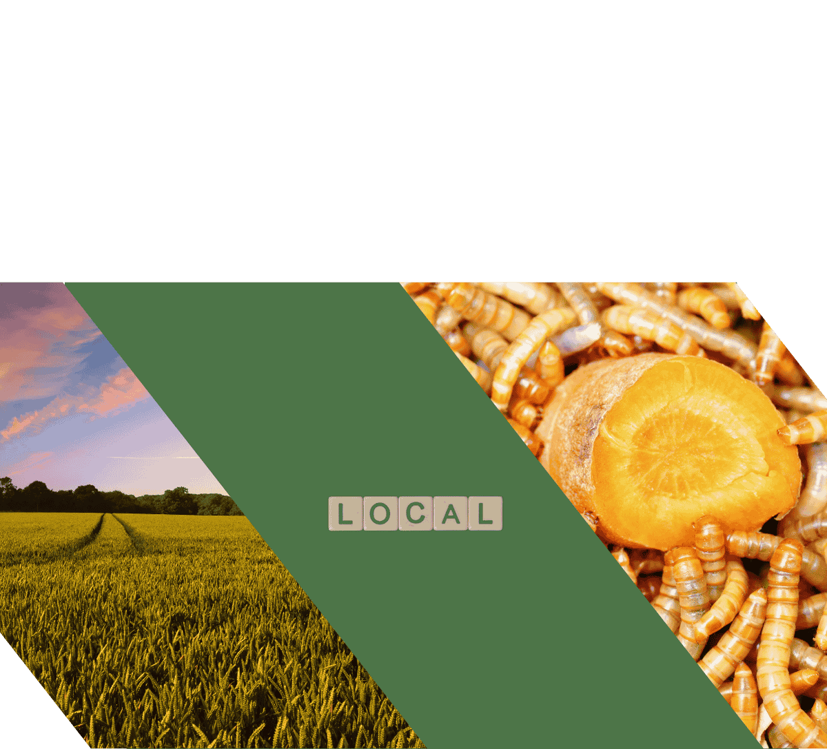 Agriculture Durable - Vers de farine déshydratés pour poules