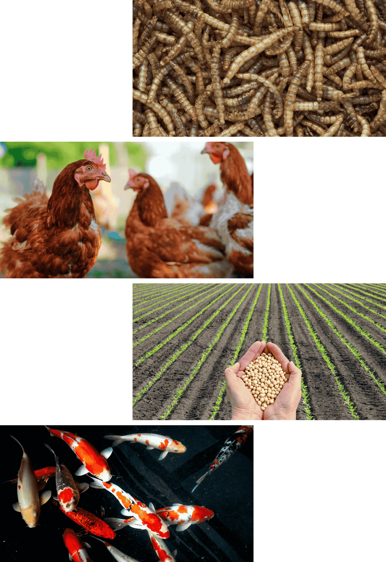 Comparaison source de protéines - vers pour poules