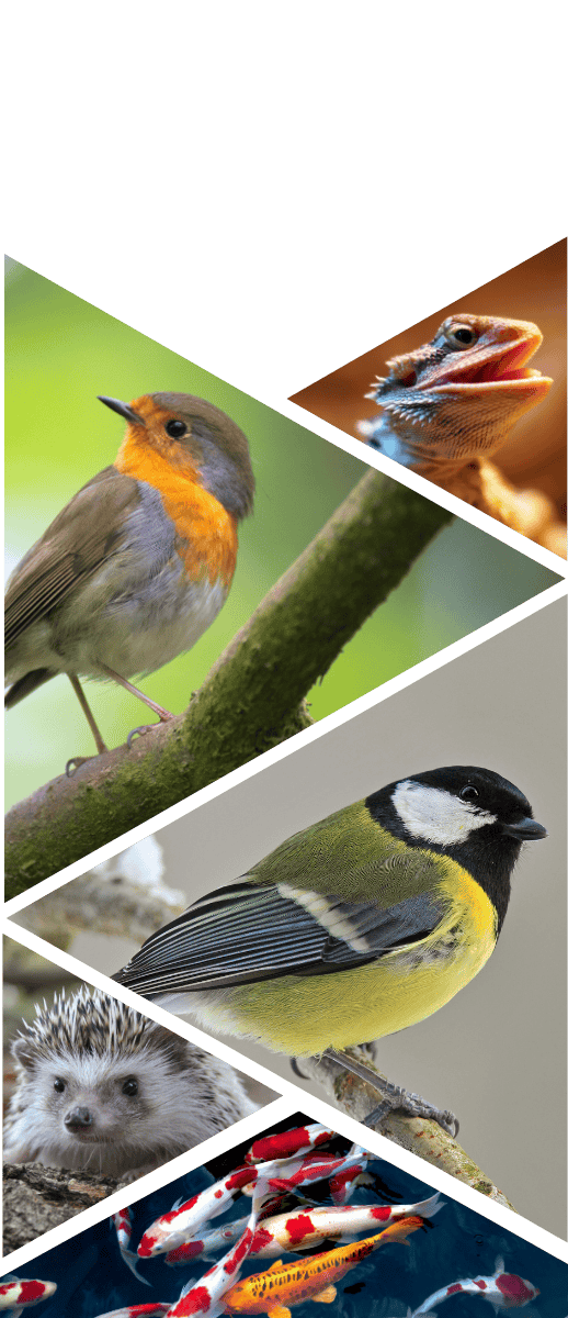 Poules, volailles, oiseaux, rongeurs, hérisson, poissons
