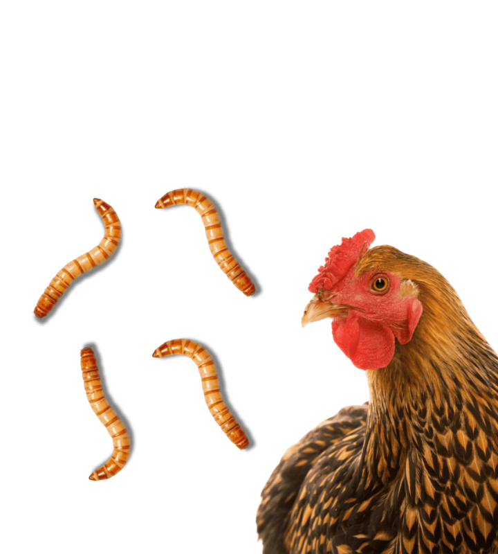 Vers de farine pour poules volailles et oiseaux- 1kg 2kg