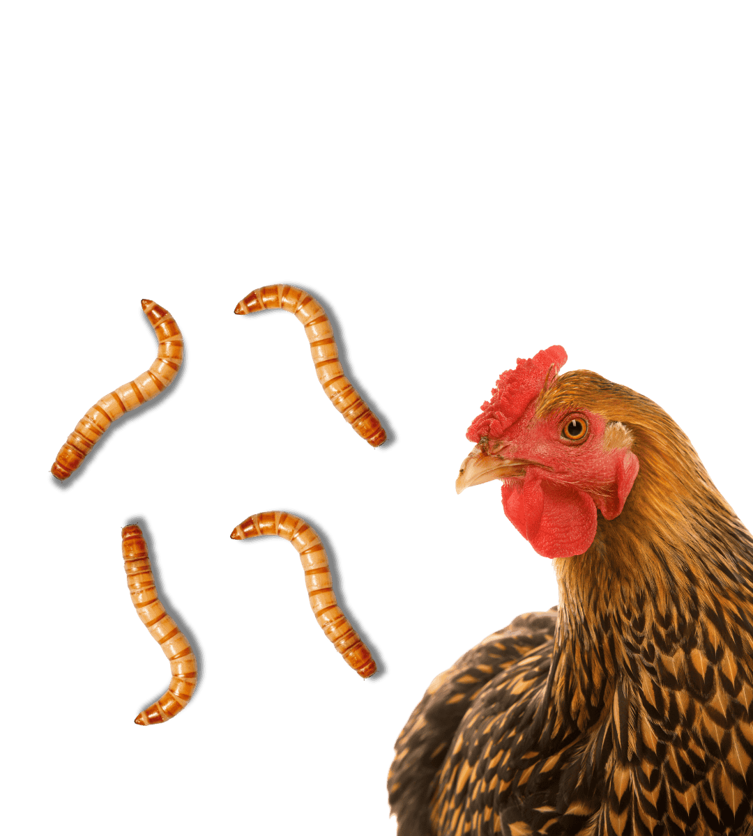 Vers de farine pour poules volailles et oiseaux- 1kg 2kg