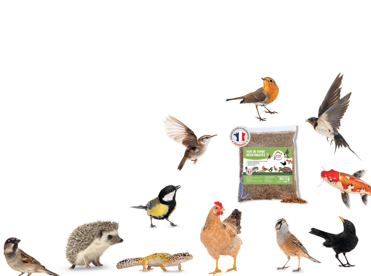 Vers pour poules Français et animaux