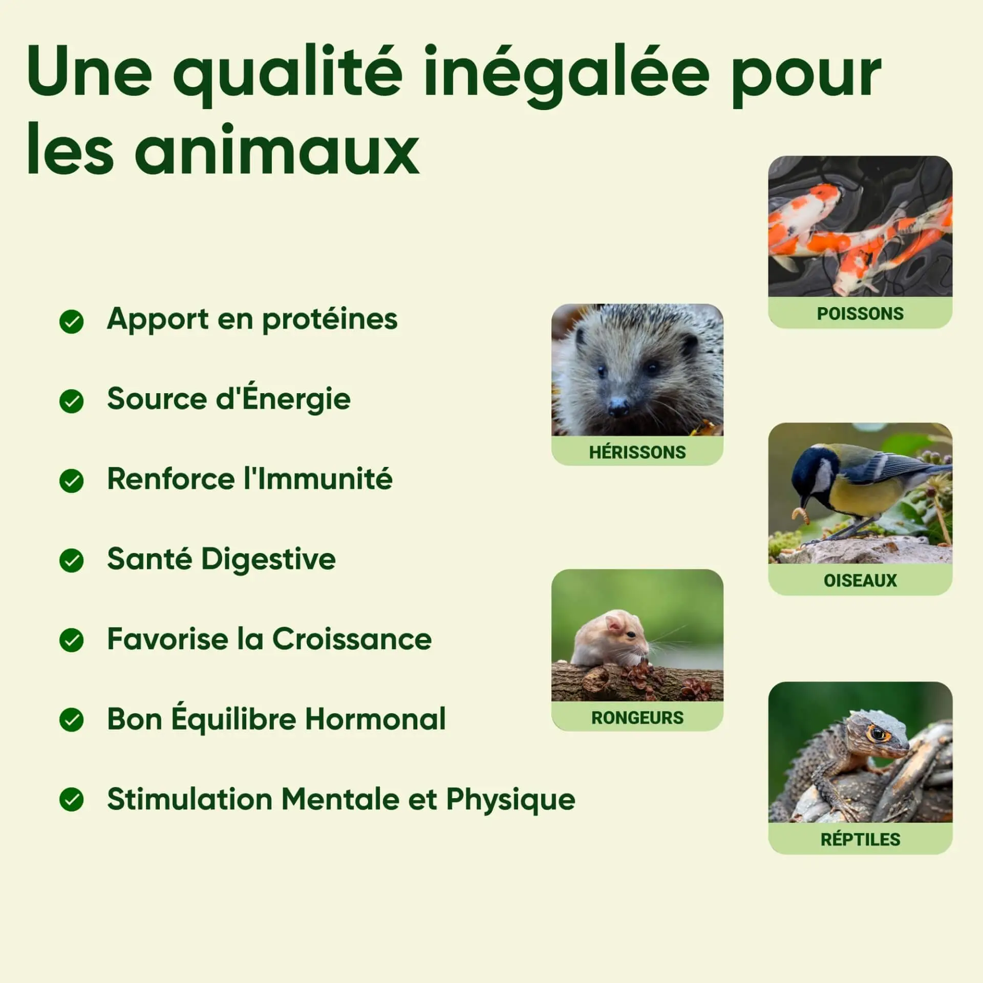 Liste animaux : vers de farine pour poules, volailles, oiseaux, poissons, hérissons, rongeurs et reptiles