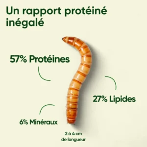 Vers de farine pour poules, volailles, oiseaux, protéines, lipides, minéraux
