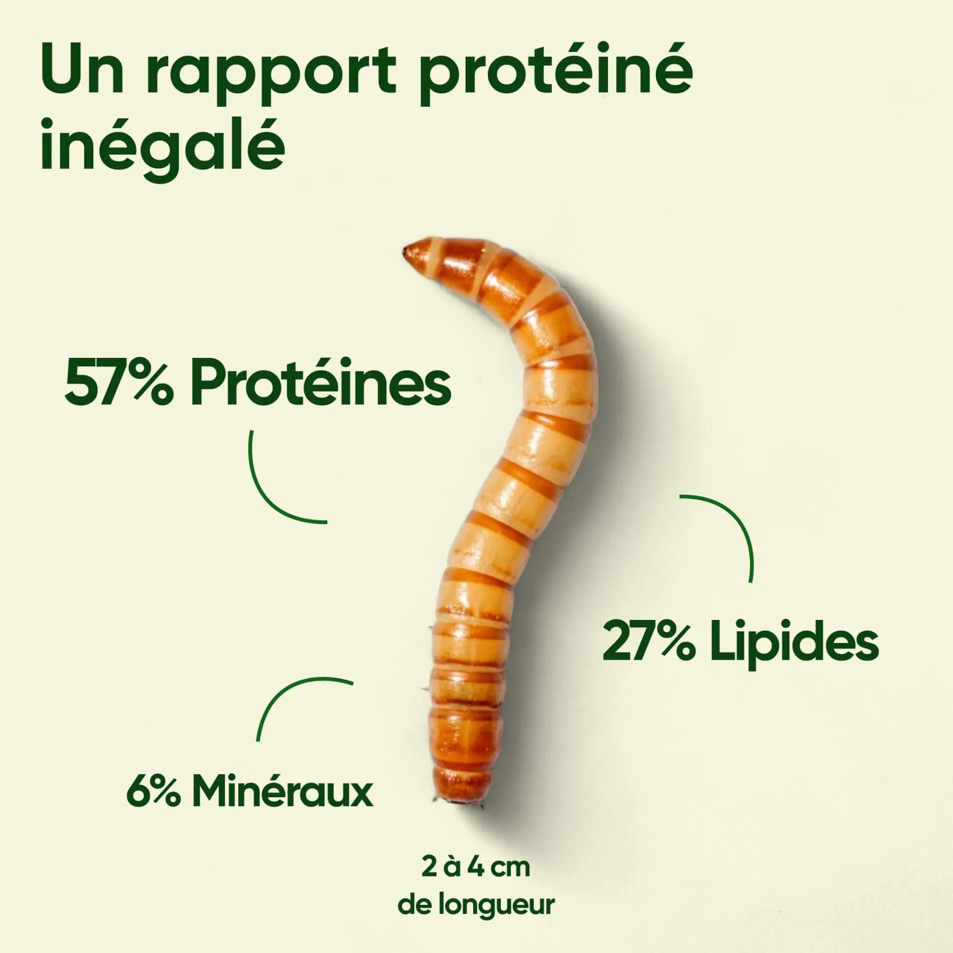 Vers de farine pour poules, volailles, oiseaux, protéines, lipides, minéraux